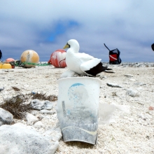 A coffee cup found on the remote Northwestern Hawaiian Islands. (Photo Credit: NOAA)