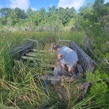 A person crouched on a derelict wooden dock structure surrounded by marsh grass and trees.