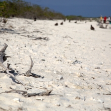 A clean beach remains after a removal team removes debris from the eastern shoreline of Eastern Island. This photo is an after shot from the 2016 marine debris removal mission. (Photo Credit: NOAA PIFSC Coral Reef Ecosystem Program)