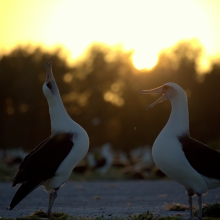 A Laysan Albatross couple practices their mating dance. (Photo Credit: NOAA PIFSC Coral Reef Ecosystem Program)