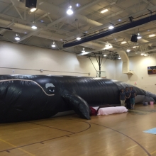 A large black plastic inflated whale covering half of a basketball court.