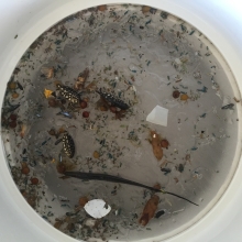Plastics sampled from the Gulf of America.