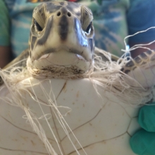 Sea turtle entangled in fishing line. (Photo Credit: Sea Turtle Inc.)