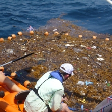 Collecting marine debris in Sargassum. (Photo Credit: USM)