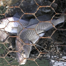 Dead fish trapped in a net that isn't being used by a fisher.