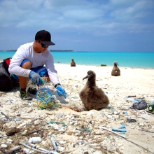 A Marine Debris team member disentangling a Laysan Albatross chick from a small derelict fishing net. (Photo credit: NOAA CREP)