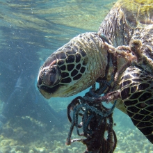 Entangled hawksbill sea turtle in Hawaii. 