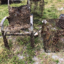 Chair covered in barnacles and other growth.