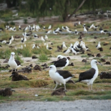 A flock of Laysan Albatrosses.