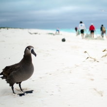 A Black-footed albatross sits among a beach filled with derelict fishing net.