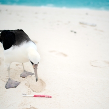 A curious Laysan Albatross checks out a toothbrush on the beach. Last year the Marine Debris team removed 705 toothbrushes and personal care items from the shorelines of Midway Atoll.