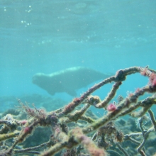 Seal Swimming by Fishing Net