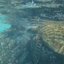 Entangled Green Sea Turtle in Hawaii. 