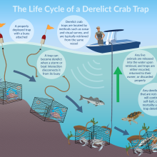 An infographic of the life cycles of a derelict crab trap.