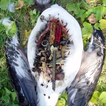Debris Impact on Laysan Albatross 