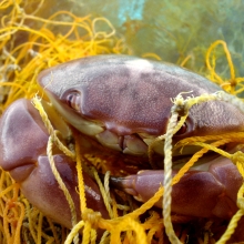 Entangled crab