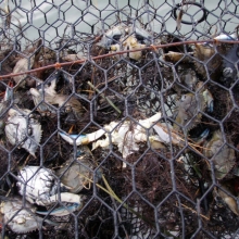 Bycatch Example (Photo Credit: VIMS)