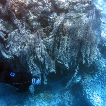 Coral Reef Impacted by Derelict Net