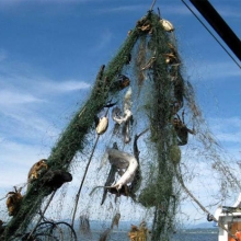 A derelict net being pulled up from the Puget Sound contains fish