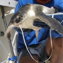 A juvenile Kemp's ridley sea turtle ingested a balloon. 