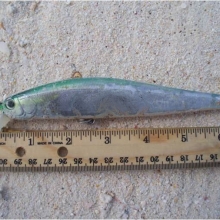 Fishing lure found washed ashore on Midway Atoll in the Northwestern Hawaiian Islands.