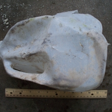 Milk jug found on Midway Atoll. Plastic milk jugs should be recorded as beverage bottles rather than "Plastic - Other Jugs / Containers". 