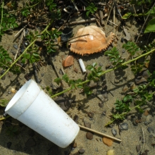 Polystyrene cup found on the shore of the Chesapeake Bay.