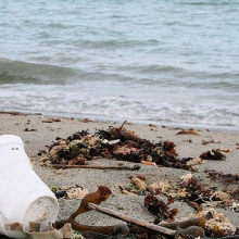 Polystyrene cup found on the shore.