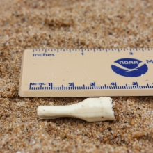 Plastic cigar tip found on the beach at Sandy Point State Park, MD.
