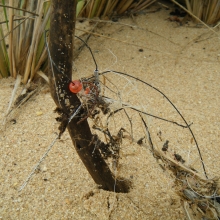 Fishing line found tangled around vegetation in the Chesapeake Bay.