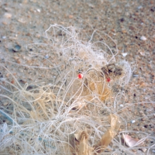 A clump of fishing line found on the beach.