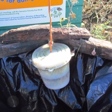 Plastic bait container found on Doran Beach in Bodega Bay, CA.