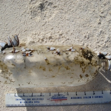 Plastic bottle with barnacles attached to it found on Midway Atoll.