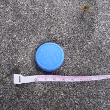 Plastic bottle cap found on the beach at Dakavak Bay, AK.