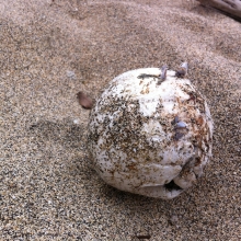 Plastic foam float with barnacles found on Waihe'e Beach Park in Maui, HI.