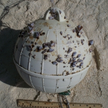 Plastic buoy with barnacles found on Midway Atoll in the Northwestern Hawaiian Islands.