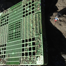 Plastic pallet washed ashore at Tidepool beach, CA. This is classified as large debris.