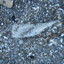 Plastic bubble wrap found on the shore of the Great Lakes.