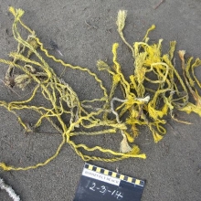 Yellow, synthetic rope used in oyster aquaculture found on Roosevelt Beach, WA.