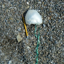Mylar balloon found on the shoreline of the Great Lakes.