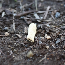 Plastic cigar tip found along East-West Highway, Silver Spring, MD.