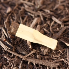 Plastic cigar tip found along East-West Highway, Silver Spring, MD.
