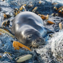 A monk seal sleeping on derelict nets.
