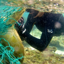 Entangled Green Sea Turtle.