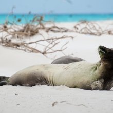 The Marine Debris team is removing marine debris, particularly derelict fishing gear, from the Northwestern Hawaiian Islands to reduce entanglement hazards to the critically endangered Hawaiian monk seal. (NOAA PIFSC Coral Reef Ecosystem Program).
