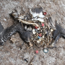 An albatross carcass has plastics in the stomach