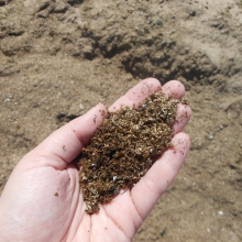 Sawdust