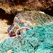 Entangled green sea turtle