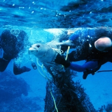 Entangled Seal