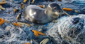 A monk seal sits on a large mass of derelict nets. 